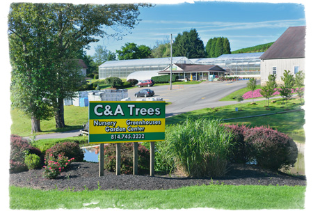 C and A Trees Farm